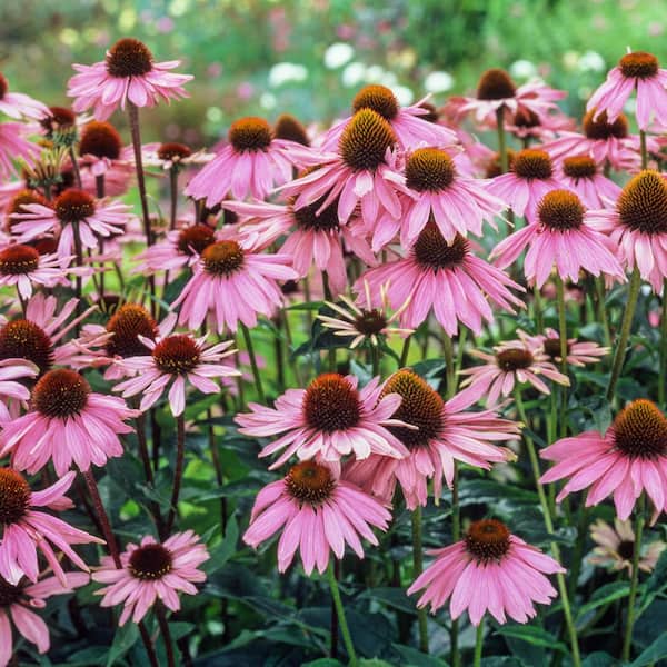 Purple Flowering Coneflower Perennial Starter Plant (1-Pack)