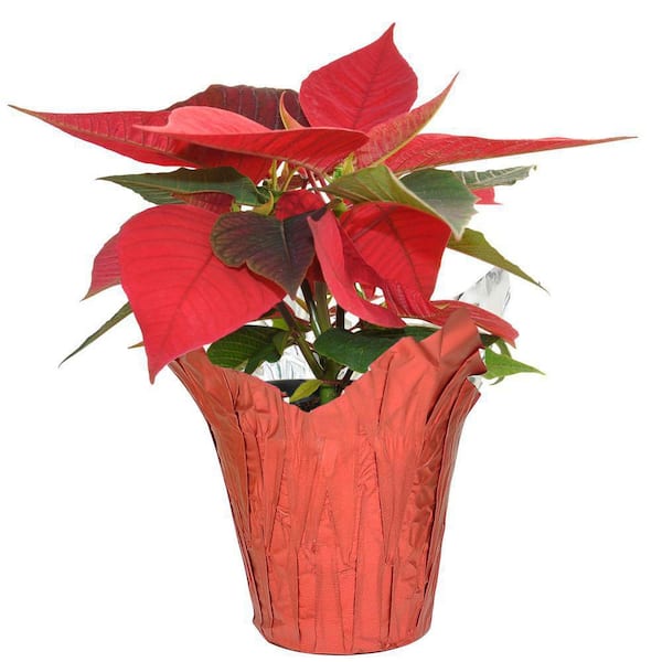 ALTMAN PLANTS 2 qt. Red Poinsettia Holiday Plant