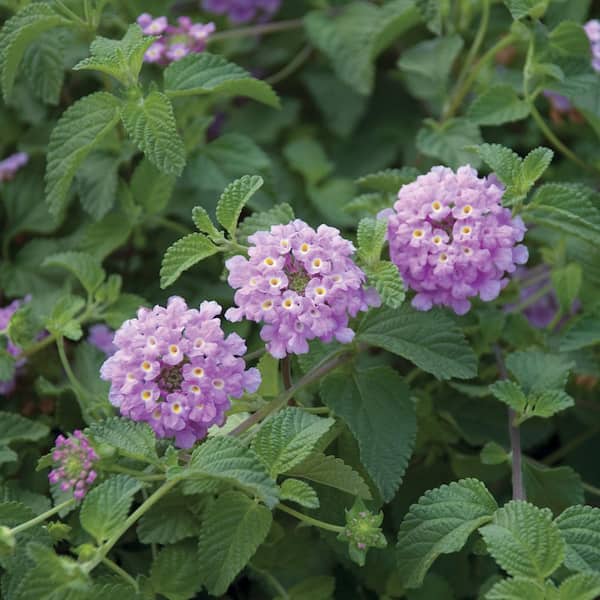SMART PLANET 2.5 Qt. Blue and Purple Lantana Plant