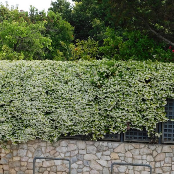 jasmine☆ 129-106-SV8-B - Pokemon Card - Japanese - Jasmine's Gaze - SR | eBay