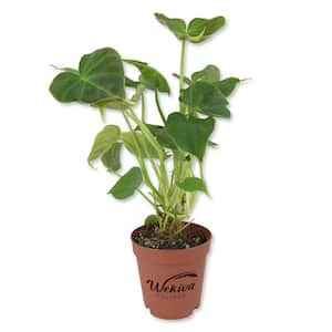 2 in. Philodendron Verrucosum - Ecuador Philodendron - Live Starter Plant - Extremely Rare Indoor Houseplant in a Pot