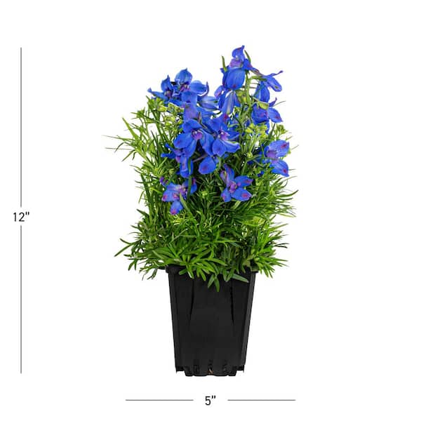 #5 1 Qt. Summer Nights Blue and Purple Larkspur Plant