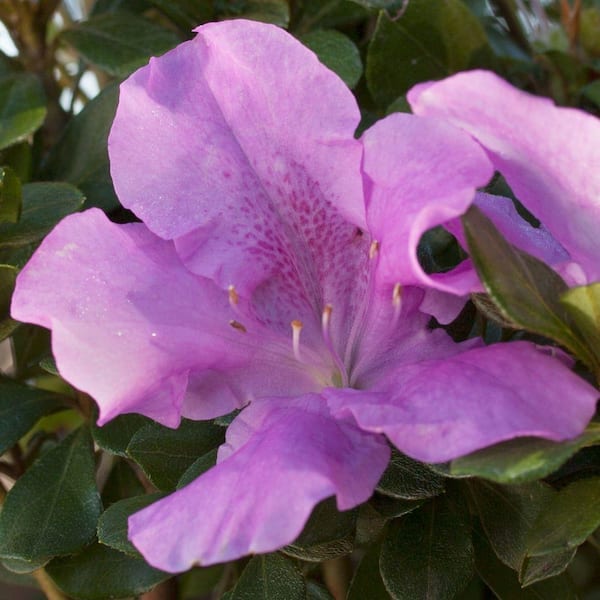 ENCORE AZALEA 2 Gal. Autumn Lilac - Purple Multi-Season Re-Blooming Evergreen Shrub, Live Plant