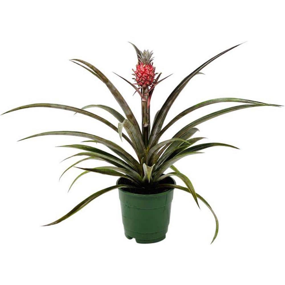 Ongeautoriseerd waterstof taxi Pineapple Plant Care - How to Grow Ornamental Pineapple Plant