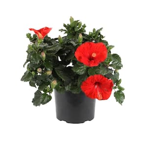 Red Premium Hibiscus Tropical Live Outdoor Plant in 1 Gal Grower Pot, Avg. Shipping Height 1-2 ft. Tall