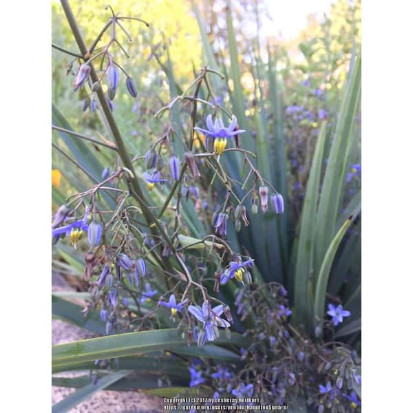2 qt. Spreading Fax Lily Daniella Plant with Purple Blossoms in Grower Pot