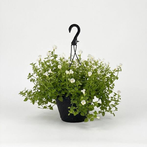 Pure Beauty Farms 4.73L. Torenia Moon White Flower 10 in. Hanging