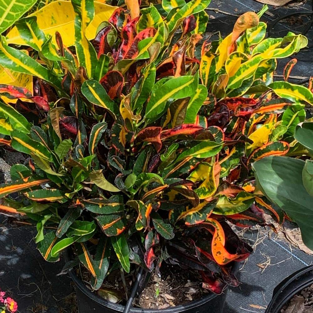 OnlinePlantCenter Live Foliage Plant in Pot