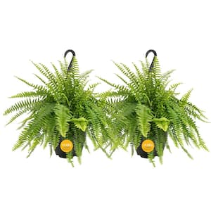 Costa Farms Boston Fern Indoor/Outdoor Plant in 10 in. Hanging Grower's  Pot, Avg. Shipping Height 1-2 ft. Tall L-BOS-G-HGP-01 - The Home Depot