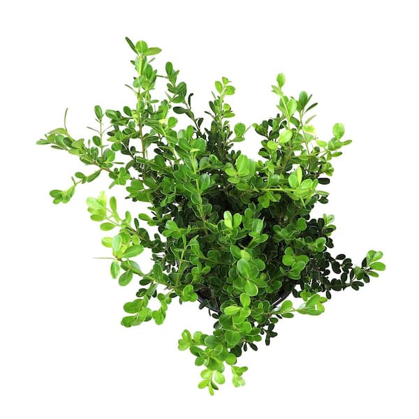 【希少品】 W.E. Hill & Sons あご当て Boxwood ALTMAN PLANTS 3G Japanese Boxwood Shrub (BUXUS JAPONICA