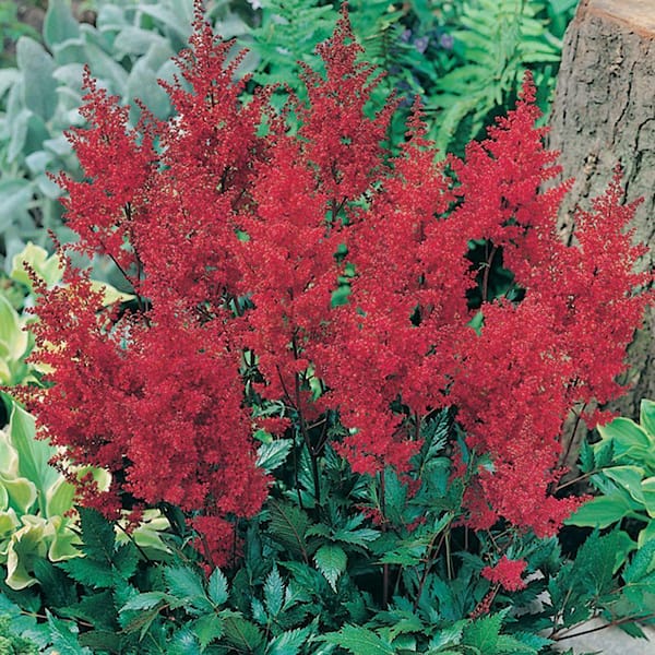 Unbranded Astilbe Red Sentinel Bare Root Dormant Plants (6-Pack)