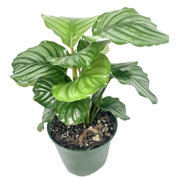 Calathea Orbifolia House Plant - 12cm Potted Tropical Plant With Silver-Striped Leaves, Easy Care