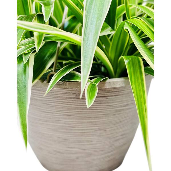 Pure Beauty Farms 1 8 Gal Spider Plant Chlorophytum In 11 In Hanging Basket Dc11hbspiderplt The Home Depot