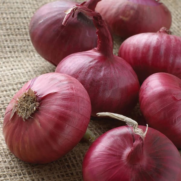 VAN ZYVERDEN Onion Sets Red Set of 250 Bulbs