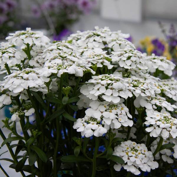 DIRECT GARDENING Snowsation White Flowering Candytuft