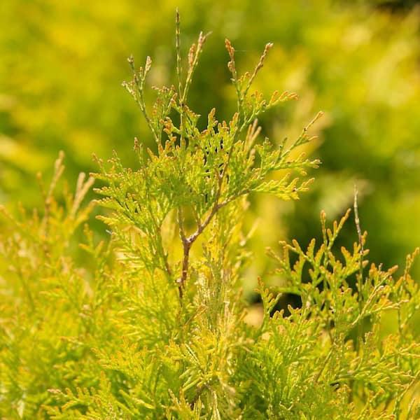 FIRST EDITIONS 2 Gal. Lemon Burst Arborvitae Evergreen Shrub with