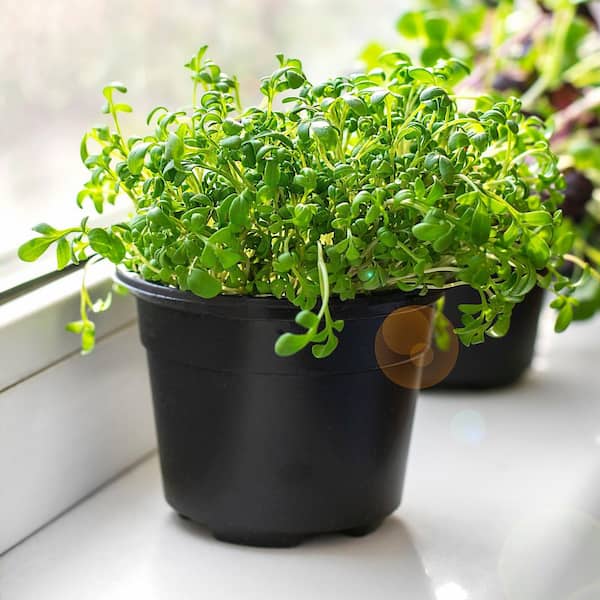 2.5 in. Watercress Plant 3-Piece