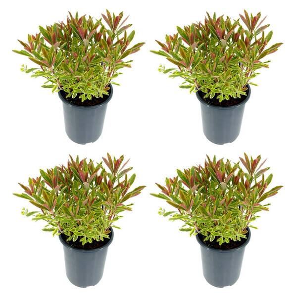 Unbranded Perennial Euphorbia Ascot Rainbow 2.5 qt. (4-Pack)