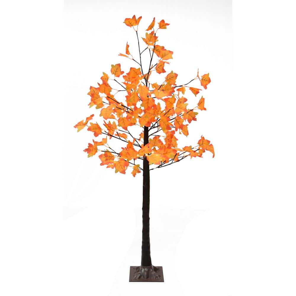 5 ft. Harvest Maple Tree
