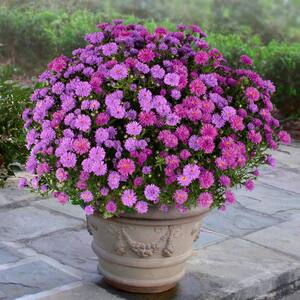 Blue and Pink Aster (Asteraceae) in 6 in. Grower Containers 2-Plants