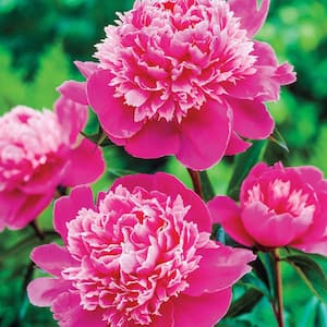 Madame Emile Debatene Peony (Paeonia), Live Bareroot Perennial Plant, Pink Flowers (1-Pack)
