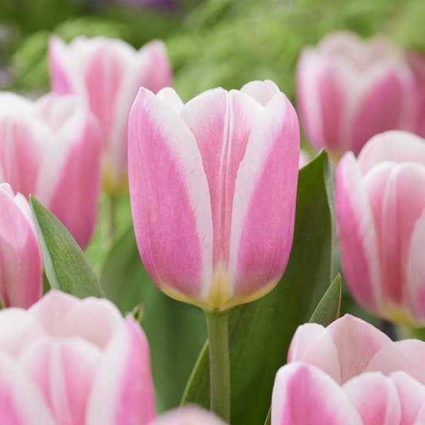Vigoro 12/+ cm, Mandy's Choice Darwin Hybrid Tulip Bulbs (Bag of 100)