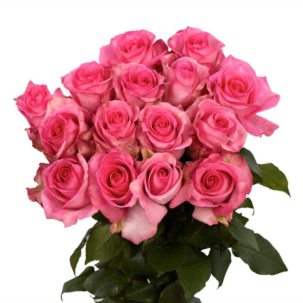 Globalrose Fresh Pink Color Roses (100 Stems) attache-medium-100