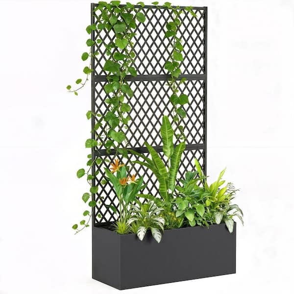 can you plant ranunculus in pots Ranunculus Dwarf Tomer Mixed Corms Bulbs Growing Bonsai Roots Rhizomes  Tubers Potted Planting Reblooming Fragrant Garden Species Blooms Flower  Seeds Plant Gardening main image 0