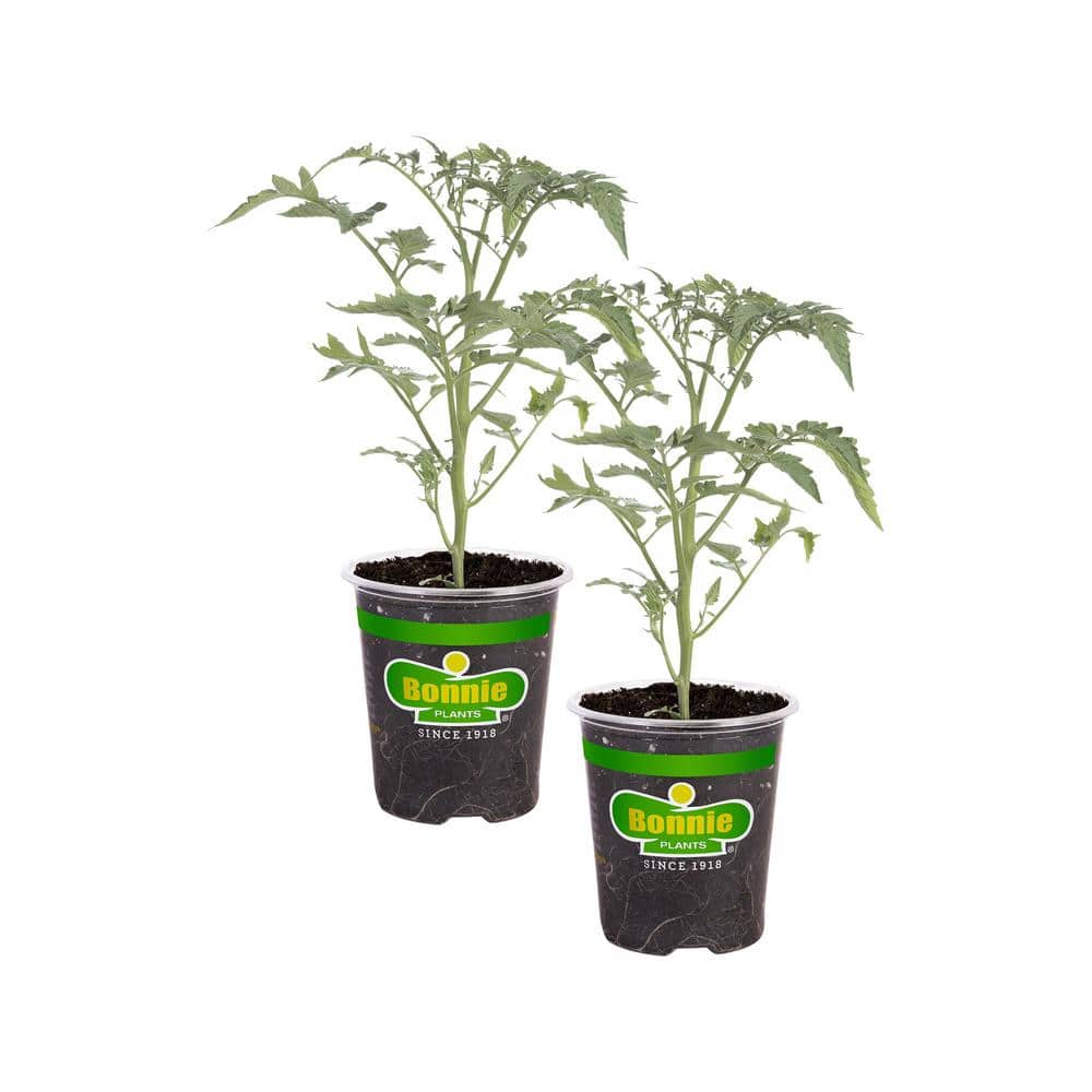 19 oz. Early Girl Tomato Plant (2-Pack)