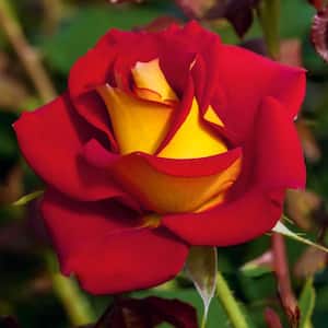 24 in. Tall Ketchup and Mustard Floribunda Tree Rose Live Bareroot Plant with Red and Yellow Colored Flowers (1-Pack)