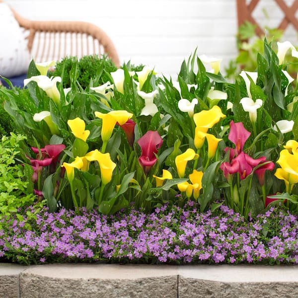 METROLINA GREENHOUSES 1.5 pt. Calla Lily Captain Solo Perennial