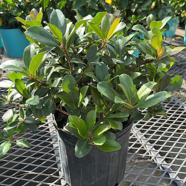 3 Gal. Indian Hawthorn Rhaphiolepis Flowering Shrub with White Flowers