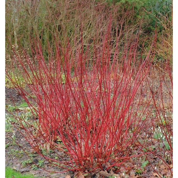 1 Gal. Red Twig Dogwood Shrub Gorgeous Fireyred Winter Stems and Huge White Spring Flowers