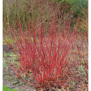 1 Gal. Red Twig Dogwood Shrub Gorgeous Fireyred Winter Stems and Huge White Spring Flowers