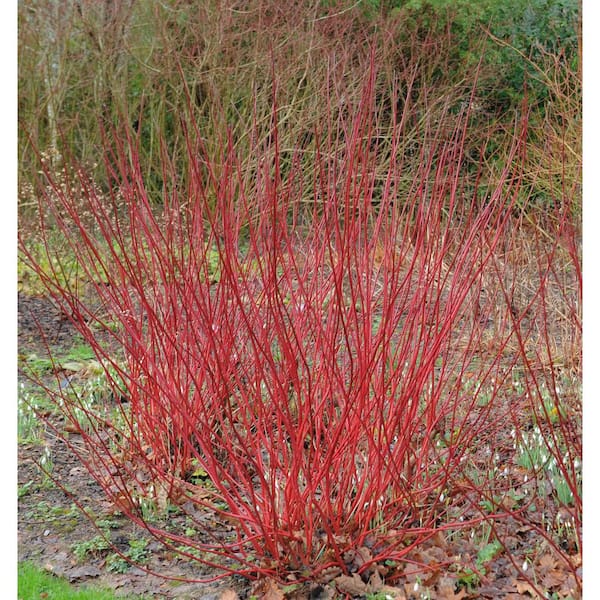 Online Orchards 1 Gal. Red Twig Dogwood Shrub Gorgeous Fireyred Winter Stems and Huge White Spring Flowers