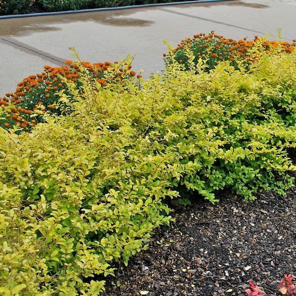 16　Sunshine leaves SOUTHERN LIVING 2 Gal. Sunshine Ligustrum, Evergreen Shrub