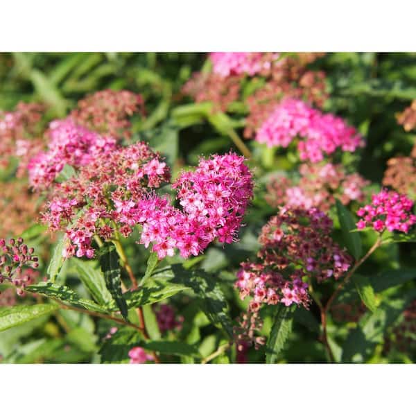 3 Gal. Anthony Waterer Japanese Spirea (Spiraea bumalda) Live Flowering Shrub with Rosy Pink Flowers