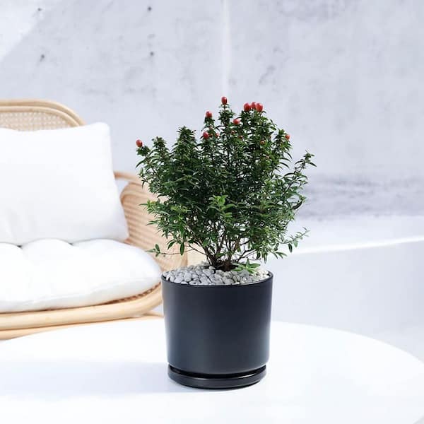 Medium Black Ceramic Indoor/Outdoor Planter with Saucer (7 in. W x
