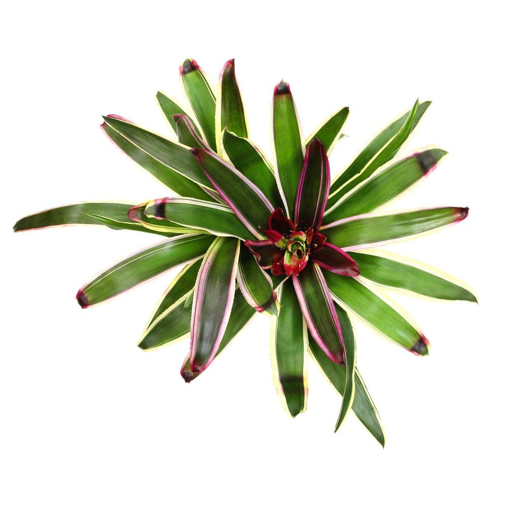 Neoregelia Raphael Variegated Green and Purple Bromeliad in Yellow Planter