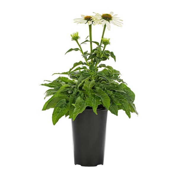 2 Qt. Pow Wow White Echinacea Coneflower White Perennial Plant