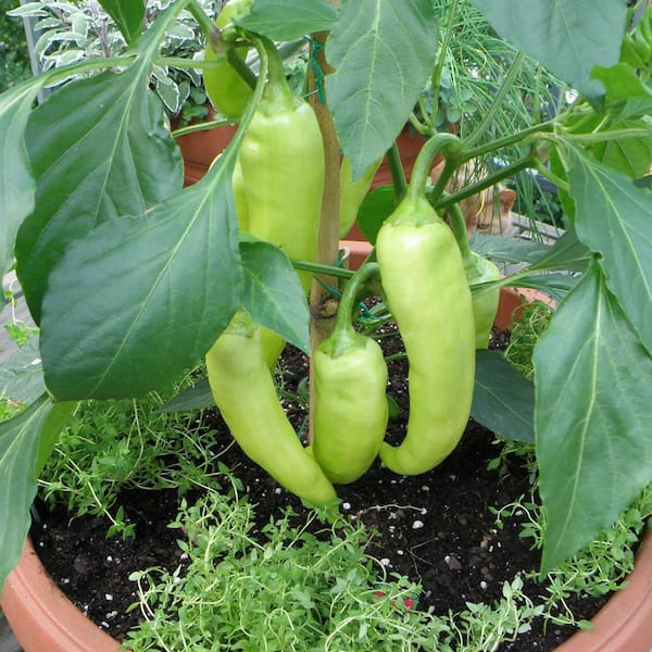 Bonnie Plants 19 oz. Sweet Banana Pepper Plant 1003800511 - The Home Depot