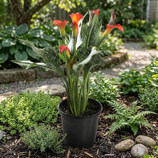 1 gal. Morning Sun Calla Lily Perennial Plant with Orange Red