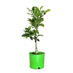 3 Gal. Mexican Key Lime Evergreen Tree