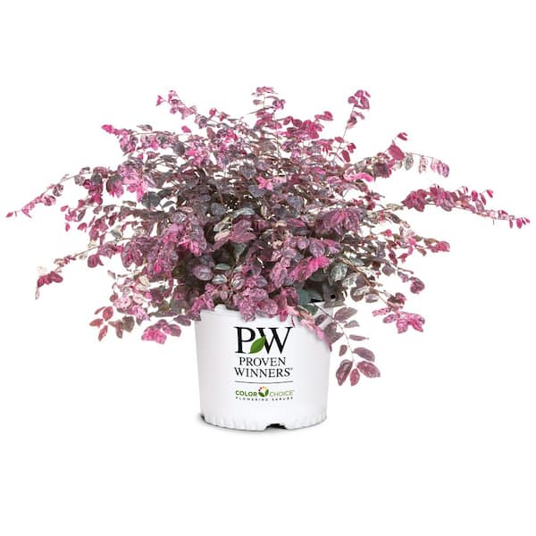 PROVEN WINNERS 2 Gal. Jazz Hands Loropetalum Shrub with Pink Flowers