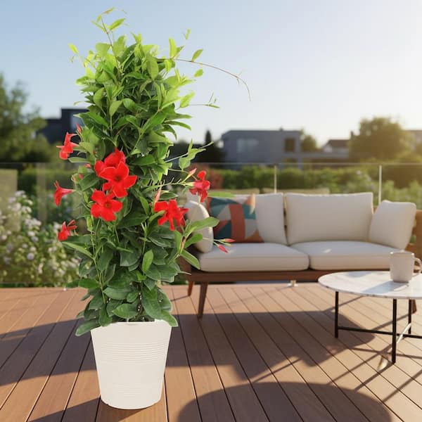 Vigoro 12 in. Mandevilla Red Shrub in Deco Pot SL00013780 - The