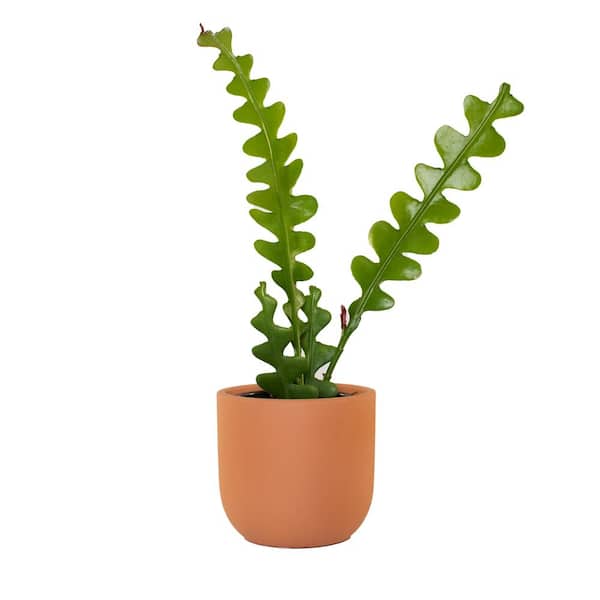 national PLANT NETWORK 5 in. Terracotta Modern Bowl Planter with a 4 in. Zig Zag Cactus Plant - 1 Piece