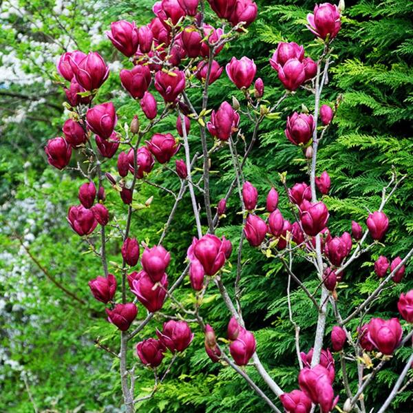2 gal. Genie Deciduous Japanese Magnolia Tree with Purple Flowers