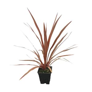 1.0 Qt. Annual Grass Cordyline Australis Red Star (4-Pack)