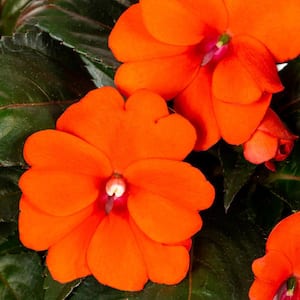 2 QT. Orange SunPatiens Impatiens Outdoor Annual Plant with Orange Flowers (3-Pack)