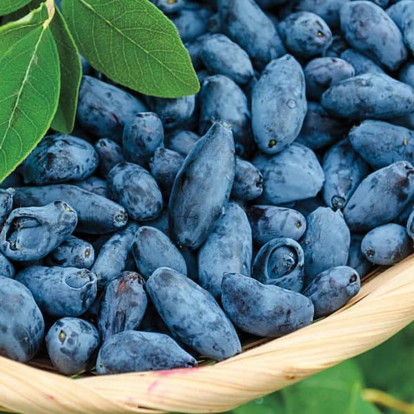 Gurney's Sunrise Honeyberry Bush Fruit Bearing Starter Plant (1-Pack)